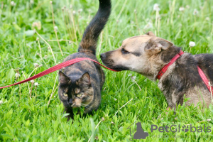 Photo №2 de l'annonce № 121736 de la vente chien bâtard - acheter à Fédération de Russie 