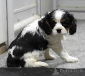 Photo №3. Cavalierkingcharlesinspanielin pennut etsivät perhettä. La finlande