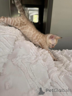 Photo №1. bengal - à vendre en ville de Aroza | Gratuit | Annonce № 152765