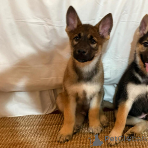 Photo №3. Chiots de berger allemand. Allemagne