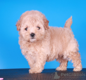 Photos supplémentaires: Chiots Maltipoo F1