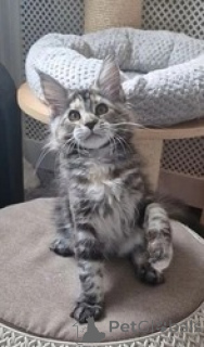 Photo №1. maine coon - à vendre en ville de Beresje | négocié | Annonce № 169620