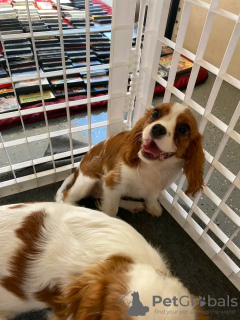 Photo №1. cavalier king charles spaniel - à vendre en ville de Bátonyterenye | 450€ | Annonce №123042