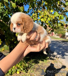 Photo №2 de l'annonce № 82048 de la vente cavalier king charles spaniel - acheter à Serbie éleveur