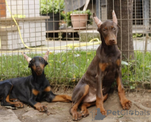 Photo №3. chiots dobermann. Serbie