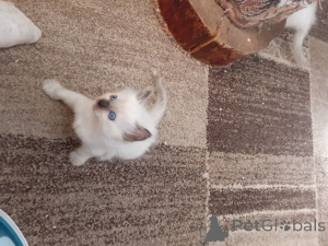 Photo №2 de l'annonce № 167527 de la vente ragdoll - acheter à Danemark annonce privée, éleveur