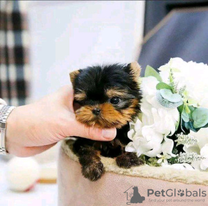 Photo №2 de l'annonce № 112999 de la vente yorkshire terrier - acheter à La finlande 