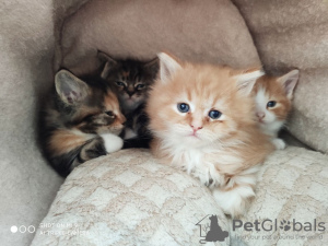 Photo №3. Les chatons Maine Coon vaccinés sont prêts maintenant à aimer les foyers. Allemagne