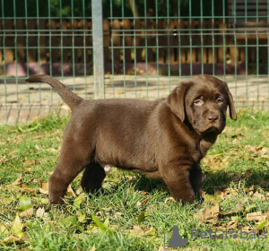 Photos supplémentaires: Sprzedam Słodkie Czekoladowe Szczenięta Labradora