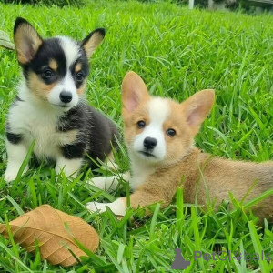 Photo №1. welsh corgi - à vendre en ville de Madrid | négocié | Annonce №175868