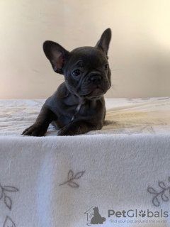 Photo №1. bouledogue - à vendre en ville de Cologne | 380€ | Annonce №110810