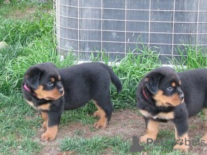 Photo №1. rottweiler - à vendre en ville de Santa Ana | Gratuit | Annonce №124100