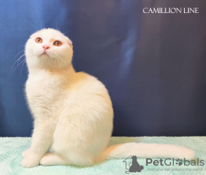 Photo №2 de l'annonce № 78113 de la vente scottish fold - acheter à Fédération de Russie 