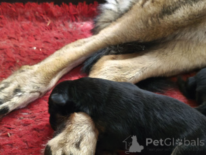 Photo №3. Alexandre Morozov. Estonie