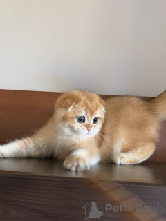 Photo №3. Rencontrez Oliver notre petit monsieur aux oreilles pliées et au plus grand. Islande