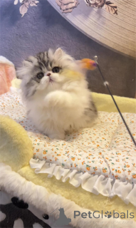 Photo №1. munchkin - à vendre en ville de Calw | 350€ | Annonce № 154213