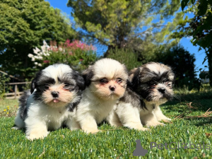 Photo №1. shih tzu - à vendre en ville de Prague | négocié | Annonce №160840