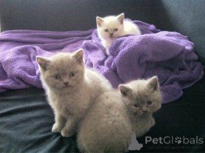 Photo №1. british shorthair - à vendre en ville de Géel | Gratuit | Annonce № 165759