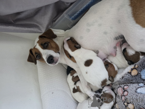 Photo №4. Je vais vendre jack russell terrier en ville de Cendre. annonce privée - prix - 3875€