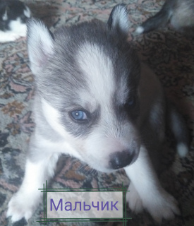 Photo №1. husky de sibérie - à vendre en ville de Svetlogorsk | 110€ | Annonce №7110