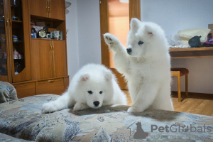 Photos supplémentaires: Chiots Samoyèdes de race pure