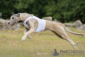 Photos supplémentaires: Open reservation for irish wolfhound puppies/beauty and performance