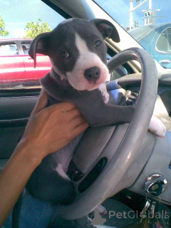 Photo №2 de l'annonce № 138721 de la vente american pit bull terrier - acheter à L'Autriche annonce privée