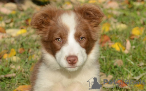 Photo №2 de l'annonce № 101231 de la vente bearded collie - acheter à Allemagne annonce privée, éleveur