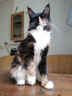 Photo №4. Je vais vendre maine coon en ville de Valladolid. annonce privée - prix - 553€