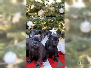 Photo №2 de l'annonce № 137201 de la vente bouledogue - acheter à Suisse 