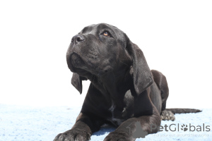 Photo №1. cane corso - à vendre en ville de Buzău | 1700€ | Annonce №140504
