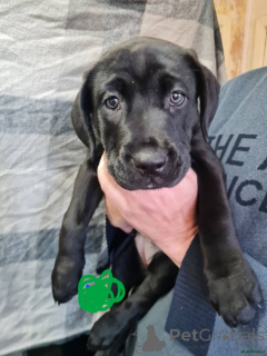 Photo №3. Presse Cane Corso Welpen. Contactez-moi par WhatsApp au 44 7453 907158.. Allemagne