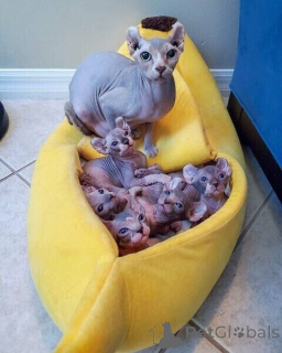 Photo №1. sphynx - à vendre en ville de Bochum | 350€ | Annonce № 170880