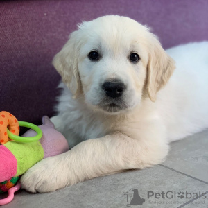 Photo №1. golden retriever - à vendre en ville de Хельсингёр | 380€ | Annonce №111582