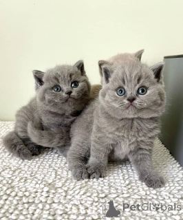Photo №1. british shorthair - à vendre en ville de Berchtesgaden | négocié | Annonce № 139091