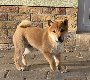 Photo №2 de l'annonce № 123774 de la vente shiba - acheter à La finlande annonce privée