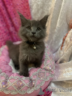 Photo №1. maine coon - à vendre en ville de Berne | 200€ | Annonce № 155200