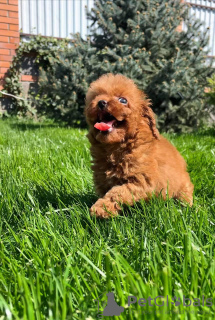 Photo №1. caniche (jouet) - à vendre en ville de Oss | 400€ | Annonce №124508