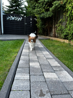 Photo №3. Spaniel de jouets continentaux / Papillon. Pologne