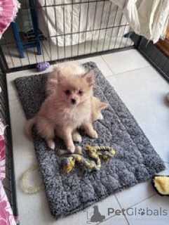 Photo №4. Je vais vendre spitz nain en ville de Donji miholjac. éleveur - prix - négocié