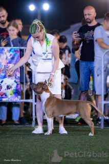 Photo №1. american staffordshire terrier - à vendre en ville de Saint-Pétersbourg | 986€ | Annonce №123091