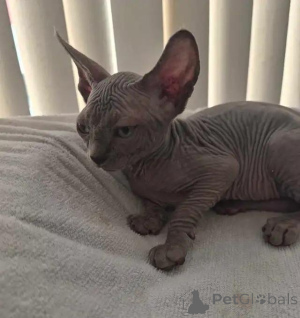 Photo №4. Je vais vendre sphynx en ville de Überlingen. annonce privée - prix - 580€