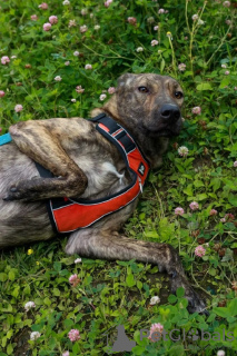 Photo №2 de l'annonce № 114218 de la vente chien bâtard - acheter à Fédération de Russie annonce privée