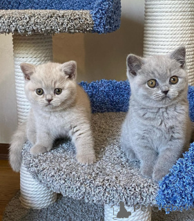 Photo №1. british shorthair - à vendre en ville de Höfn | 400€ | Annonce № 173480