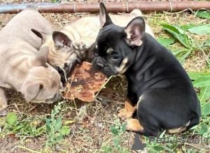 Photo №1. bouledogue - à vendre en ville de Milan | 250€ | Annonce №117949