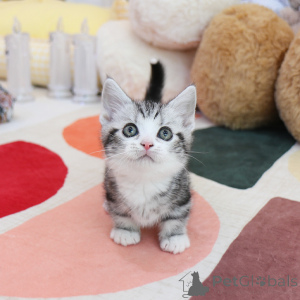 Photo №1. munchkin - à vendre en ville de Ohio | 319€ | Annonce № 152216