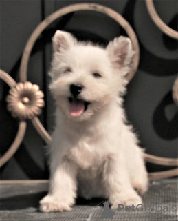 Photos supplémentaires: West Highland White Terrier chiot femelle