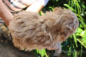 Photo №3. Bolonka Wette FCI Puppy - une belle fille. Pologne