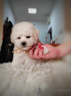 Photo №4. Je vais vendre bichon à poil frisé en ville de Belgrade. éleveur - prix - négocié