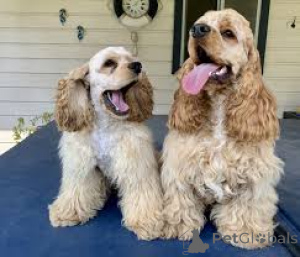 Photo №1. cocker américain - à vendre en ville de Berlin | 700€ | Annonce №157183